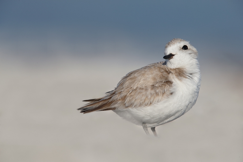 snowy-plover-female-looking-coy-_q8r7322-east-gulf-drive-sanibel-fl