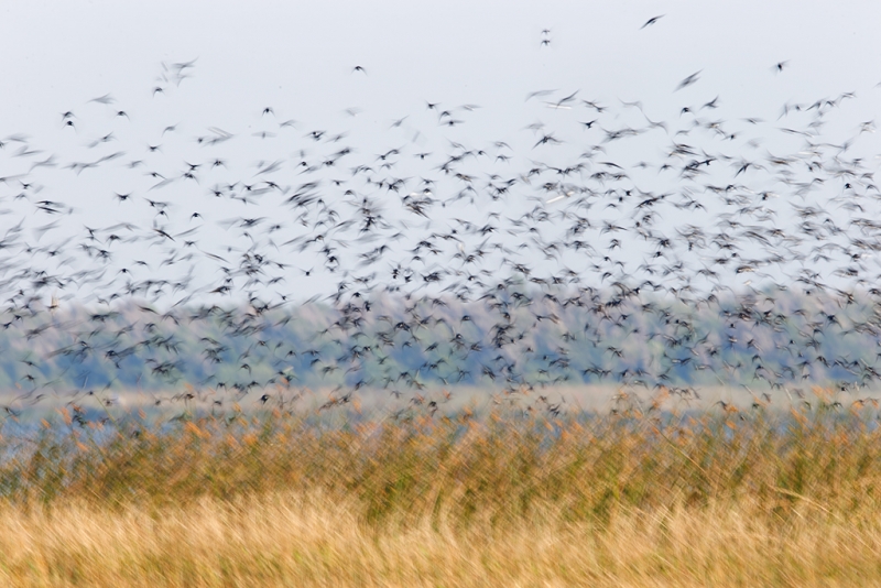 tree-swallow-flock-blur-_09u3135-indian-lake-estates-fl