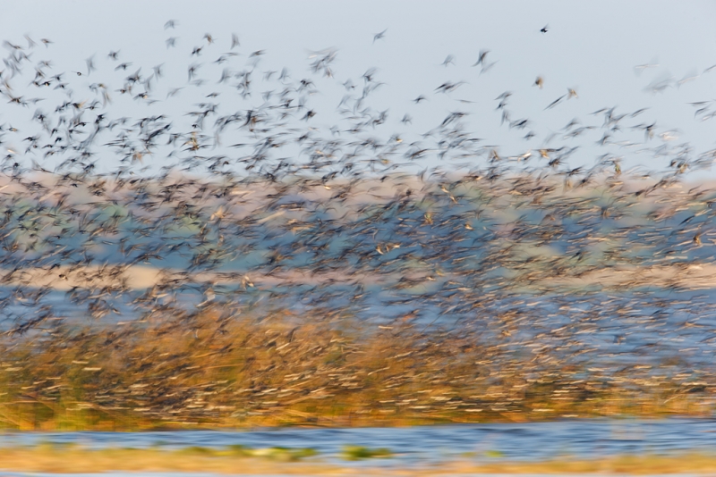 tree-swallow-flock-blur-ii-_09u3202-indian-lake-estates-fl