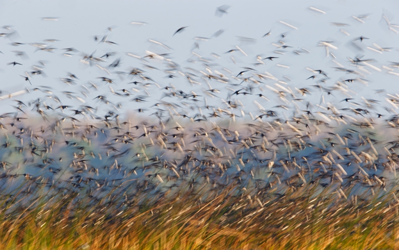 tree-swallow-flock-blur-iii-_09u3321-indian-lake-estates-fl