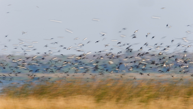 tree-swallow-flock-blur-iiii-_09u3158-indian-lake-estates-fl