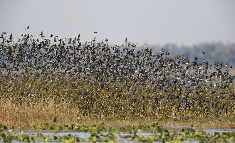 tree-swallows-sharp-i-_09u3107-indian-lake-estates-fl