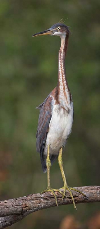 triclored-heron-fresh-juvenal-plumage-stitched-pano-_a1c0399-alafia-banks-tampa-bay-fl