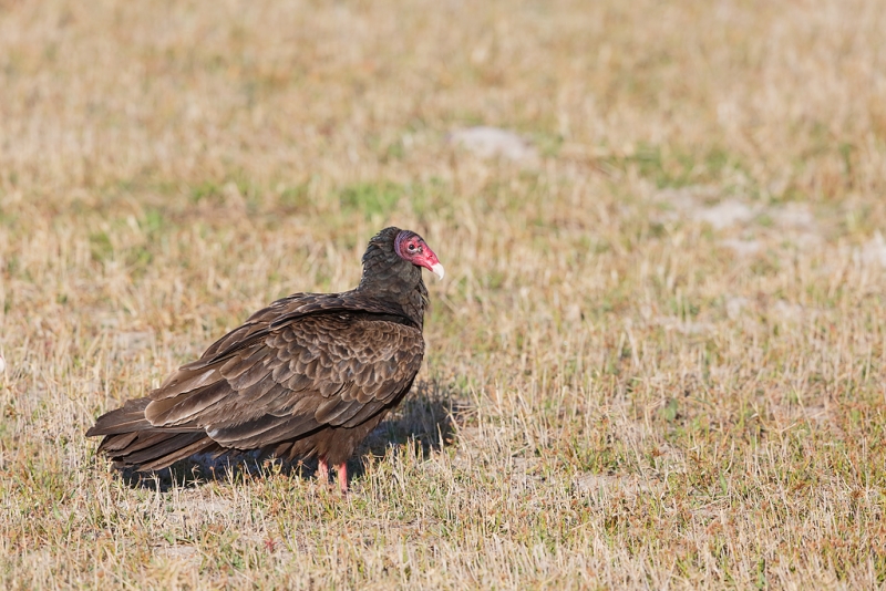 turkey-vulture-500ii-_a1c0404-indian-lake-estates-fl