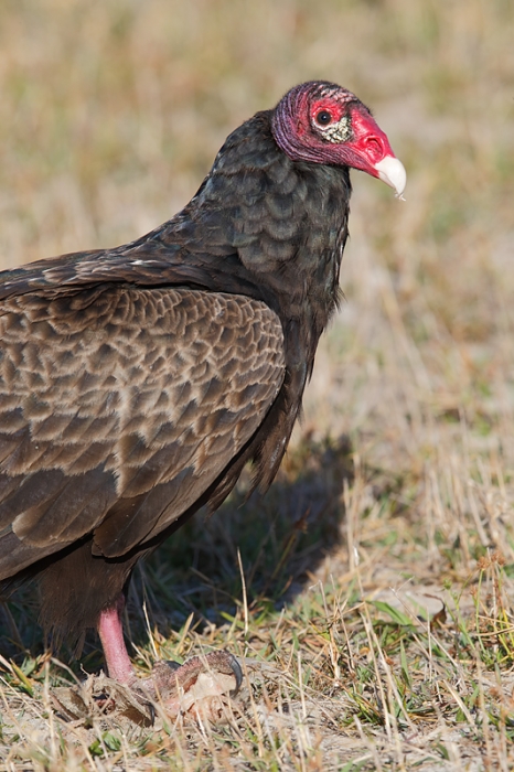 turkey-vulture-600ii-2x-iii-tc-_09u7654-indian-lake-estates-fl