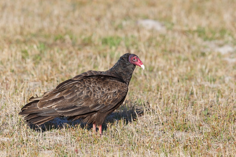 turkey-vulture-600ii-_09u7637-indian-lake-estates-fl