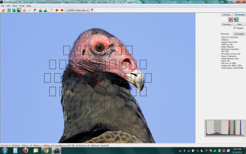 turkey-vulture-brbr-scr-cap