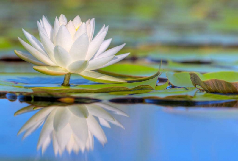 water-lily-white-hdr-_w3c0213-indian-lake-estates-fland6more_tonemapped