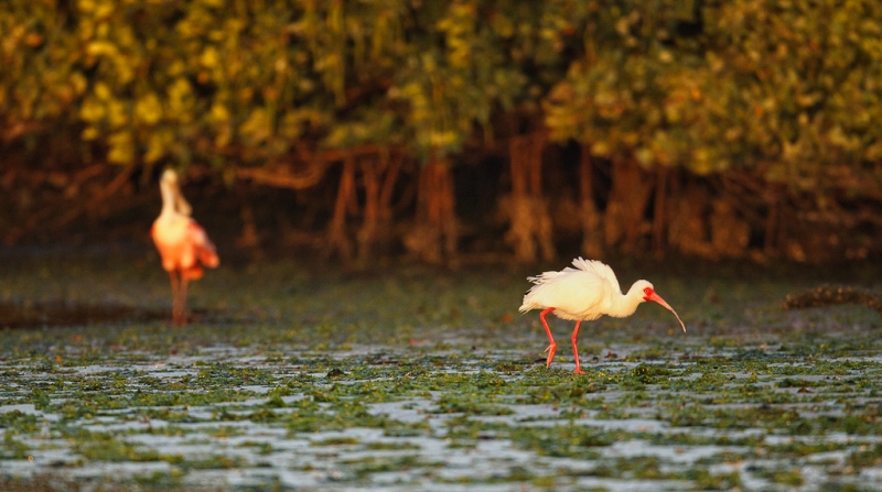 white-ibis-roesate-spoonbill-on-mangrove-mud-flat-_w3c2932-alafia-banks-tampa-bay-fl