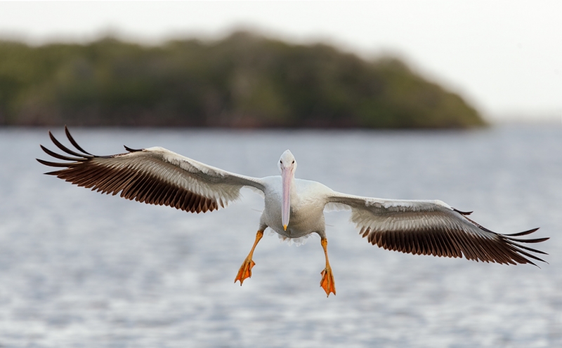 white-pelican-incoming-breaking-in-flight-_q8r7818-placida-fl