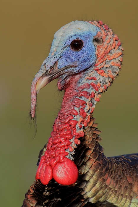 wild-turkey-head-of-tom-side-view-_e0w9457indian-lake-estates-flc