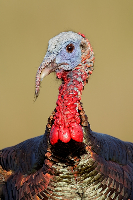 wild-turkey-portrait-robt_e0w9453indian-lake-estates-fl