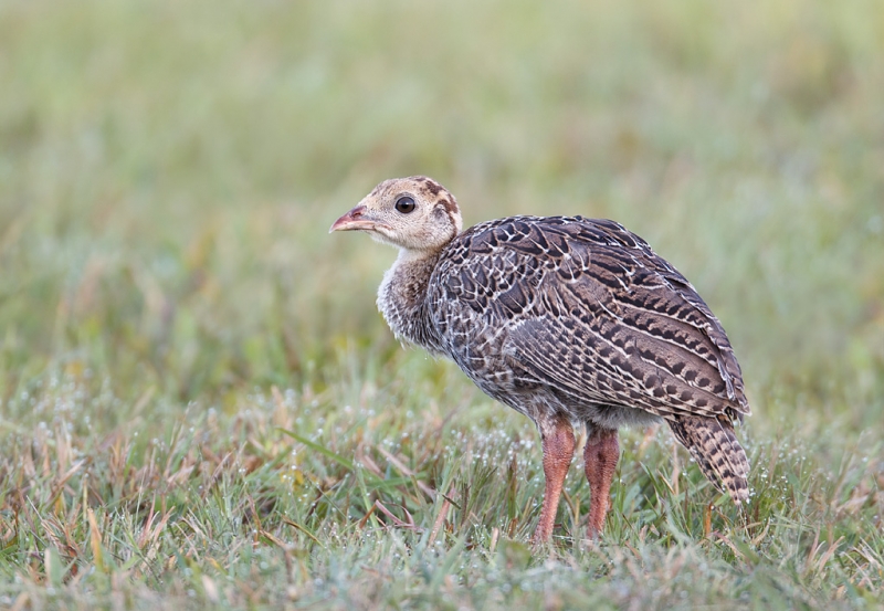 wild-turkey-poult-_w3c8160-indian-lake-estates-fl