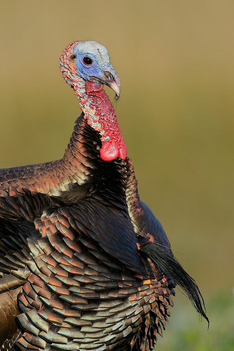 wild-turkey-tom-3-4-vert-_e0w9441indian-lake-estates-flc