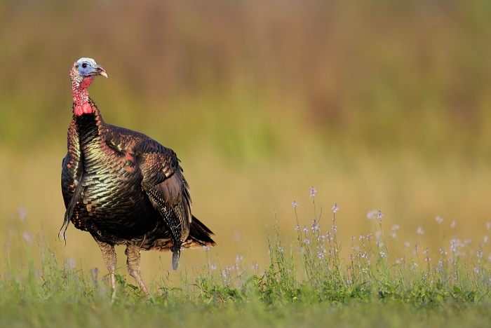 wild-turkey-tom-wildflowers-_e0w9389-indian-lake-estates-fl