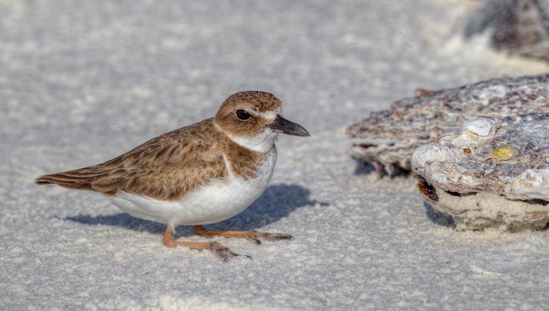 wilsons-plover-3-hdr-default-painterly-bpn-_y9c1227-little-estero-lagoon-fort-myers-beach-fland2more_tonemapped