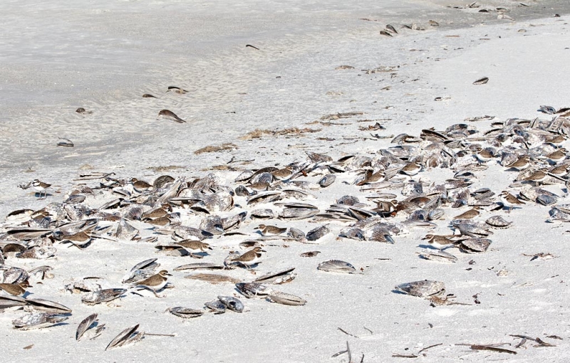 wilsons-plovers-and-horse-mussels-bpn-_90z1515-little-estero-lagoon-fort-myers-beach-fl