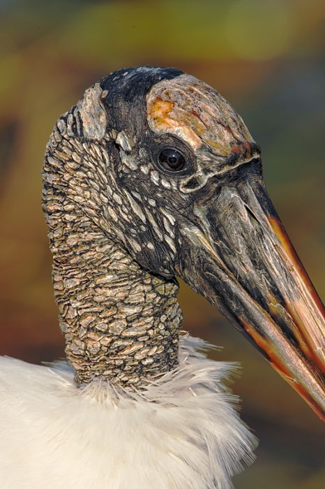 wood-stork-head-portrait-_09u7410-anhinga-trail-everglades-national-park-fl