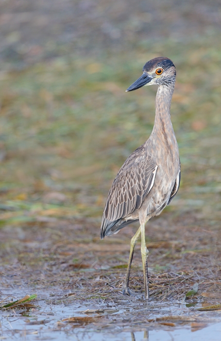 yellow-crowned-night-heron-2nd-year-vertical-_q8r4302-fort-desoto-park-st-petersburg-fl