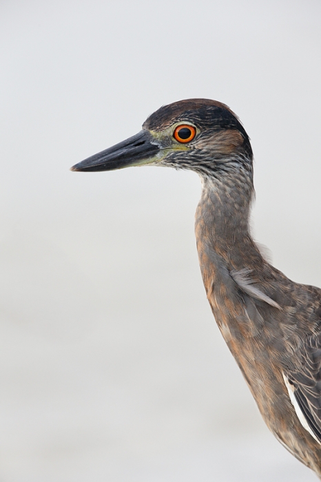 yellow-crowned-night-heron-nik-40-17-_q8r4338-fort-desoto-park-st-petersburg-fl