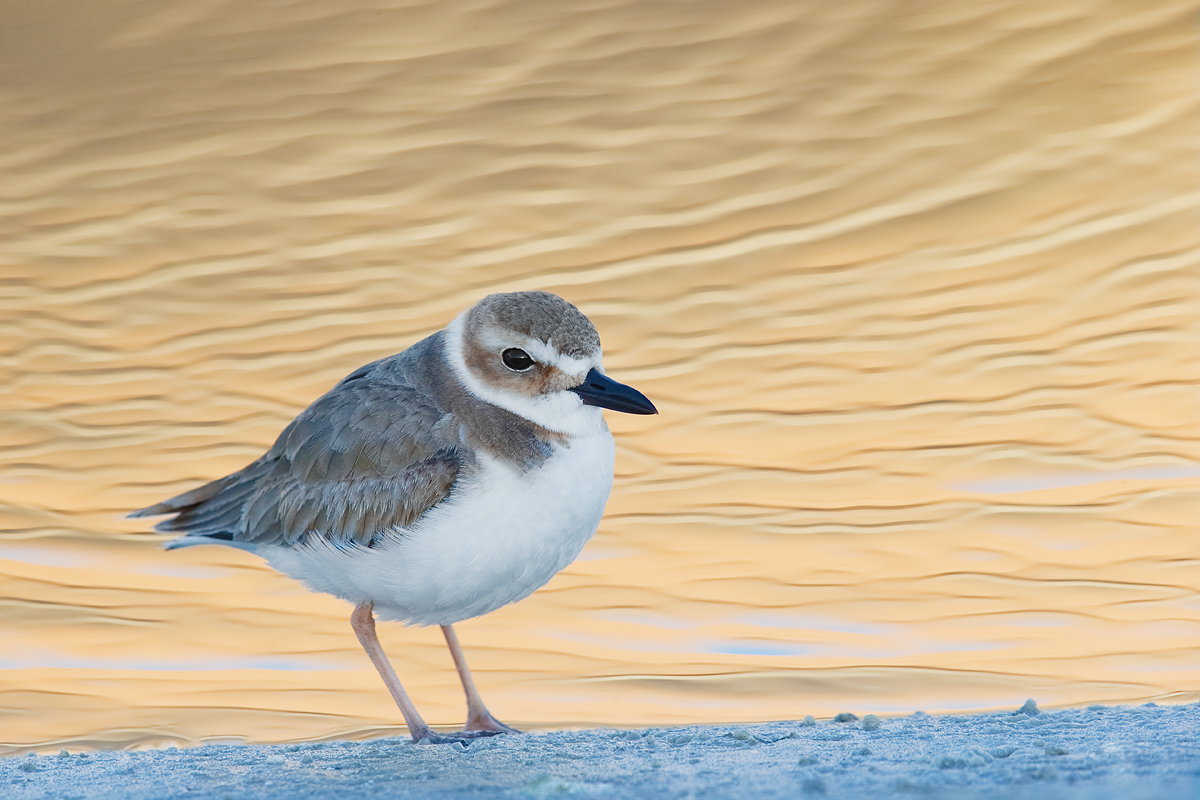 wilsons-plover-in-condo-reflection-_y7o9762-litttle-estero-lagoon-fort-myers-beach-fl