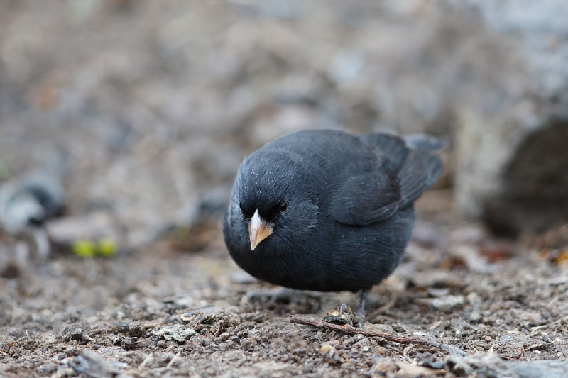 small-ground-finch-immature-male-_a1c9668-peurto-velasco-ebarra-floreana-galapagos-jpg