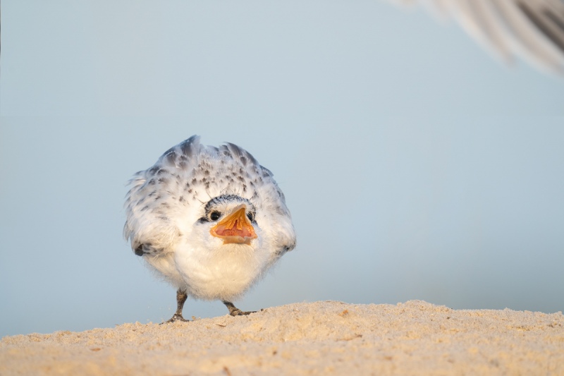 Royal-Tern-chick-begging-A-_A1B9586-Jacksonville-FL-Recovered