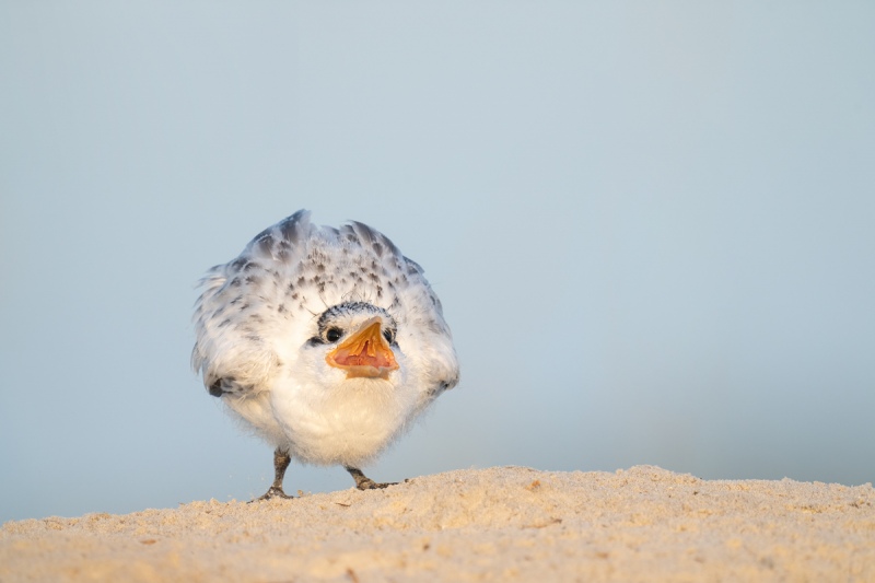 Royal-Tern-chick-begging-B-_A1B9586-Jacksonville-FL-Recovered