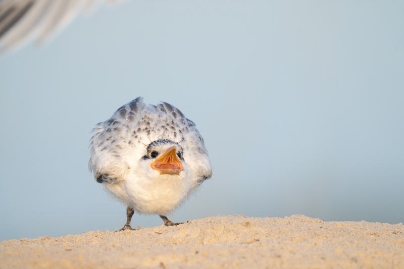 Royal-Tern-chick-begging-_A1B9586-Jacksonville-FL-Recovered