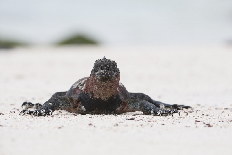 _q8r2131-punta-suarez-hood-island-galapagos