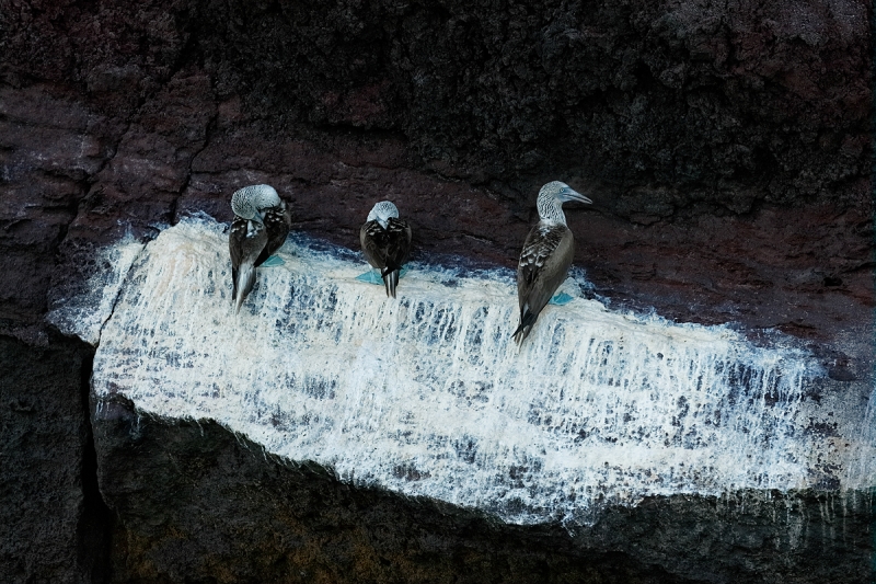 blue-footed-boobies-roosting-on-wall-_09u1538-elizabeth-bay-isabela-galapagos