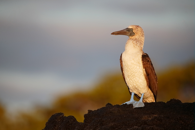 blue-footed-booby-early-morning-light-_q8r0259-puntamangle-fernandina-galapagos