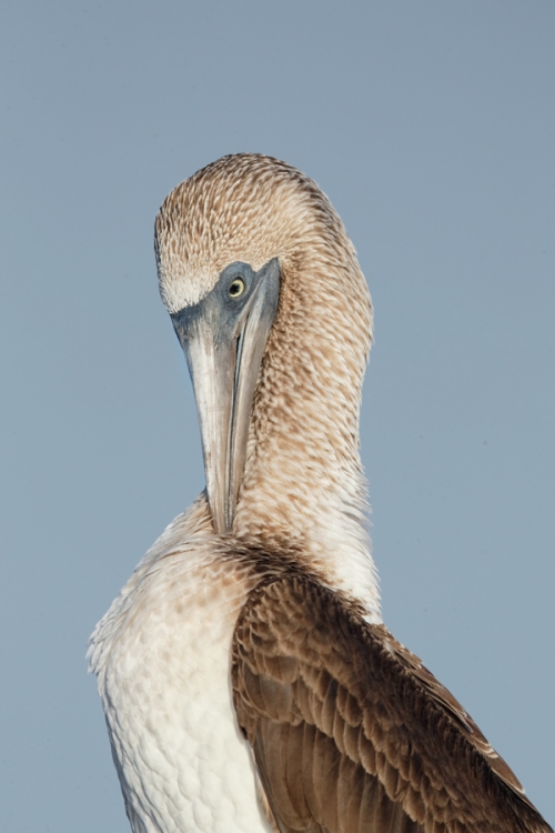 blue-footed-booby-preening-neck-_q8r0411-puntamangle-fernandina-galapagos