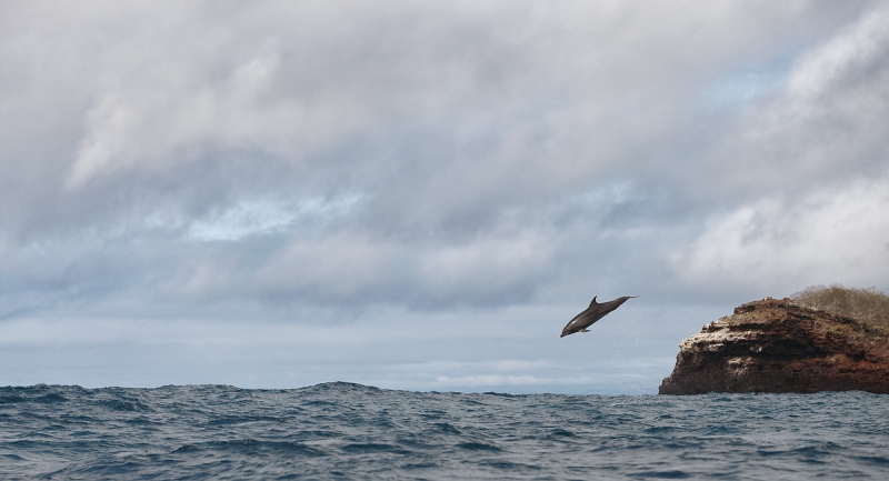 bottled-nosed-dolphin-jumping-_q8r9580-marchena-island-galapagos