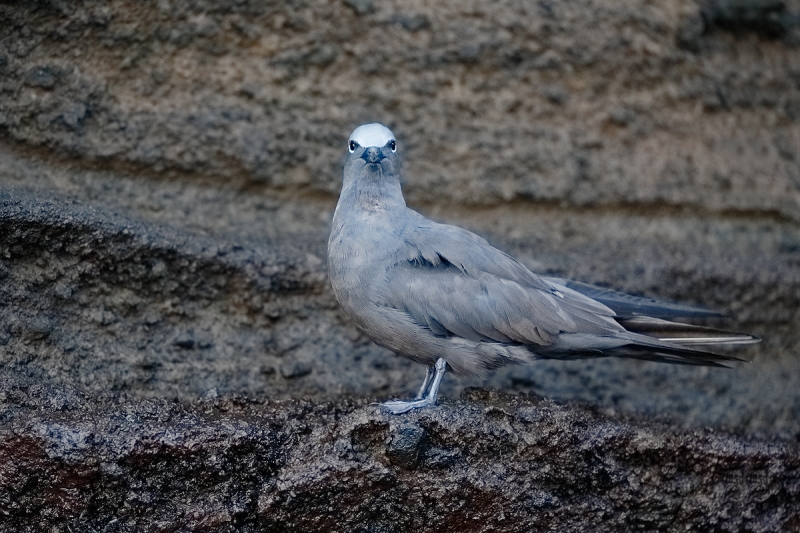 brown-noddy-iso-3200-_09u1302-punta-vincente-roca-isabela-galapagos