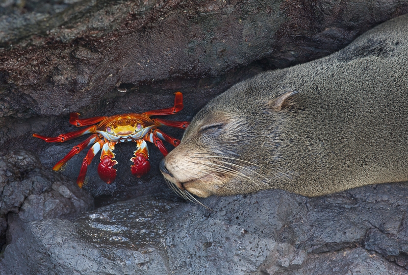 crabandseal