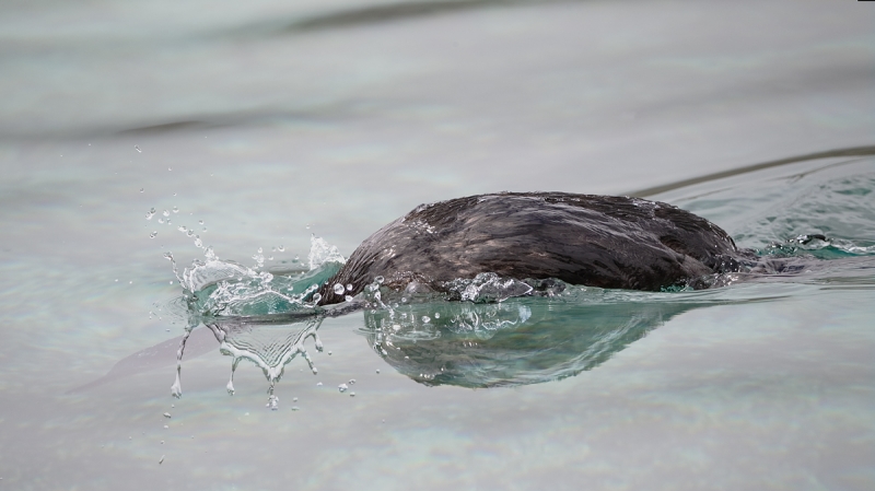 flightless-cormorant-diving-_09u1176-punta-albemarle-isabela-galapagos