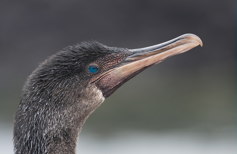 flightless-cormorant-head-portrait-_q8r9772-pnta-albemarle-isabela-galapagos