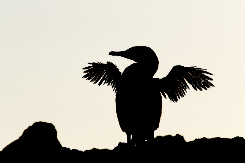 flightless-cormorant-silhouette-_q8r0841-punta-moreno-isabela-galapagos