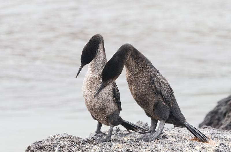 flightless-cormorants-courting-_q8r9666-pnta-albemarle-isabela-galapagos