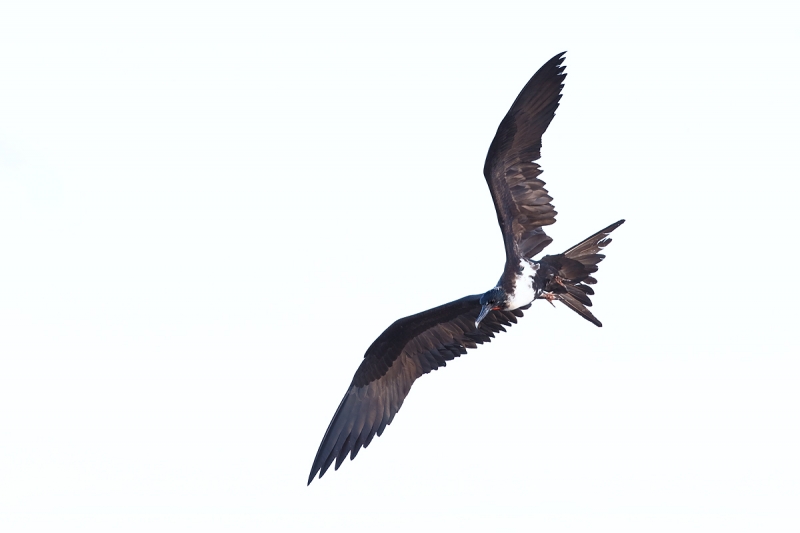 frigatebird-species-white-sky-flight-_q8r8376-darwin-bay-tower-island-galapagos