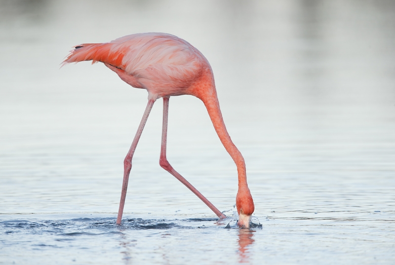 galapagos-flamingo-feeding-_q8r7961-dragon-hill-santa-cruz-galapagos
