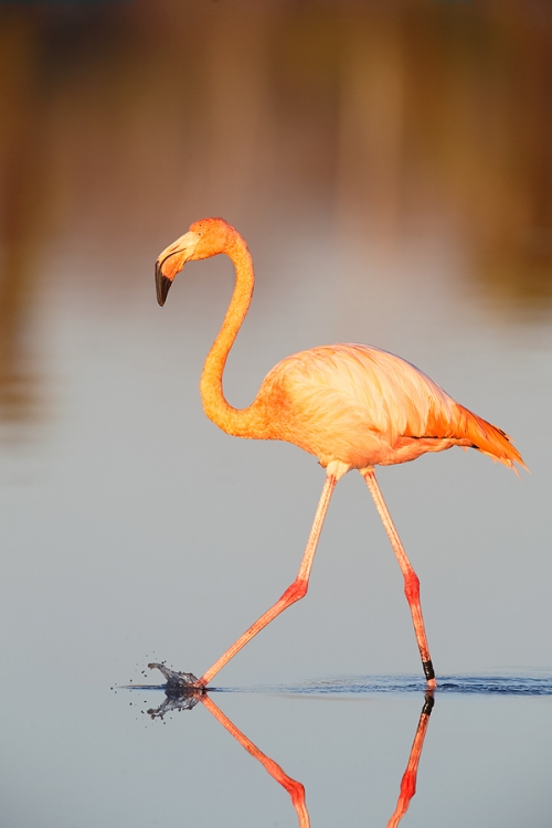 galapagos-flamingo-striding-_q8r8042-dragon-hill-santa-cruz-galapagos