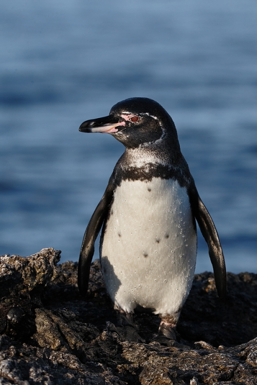 galapagos-penguin-adult-_q8r0753-punta-moreno-isabela-galapagos