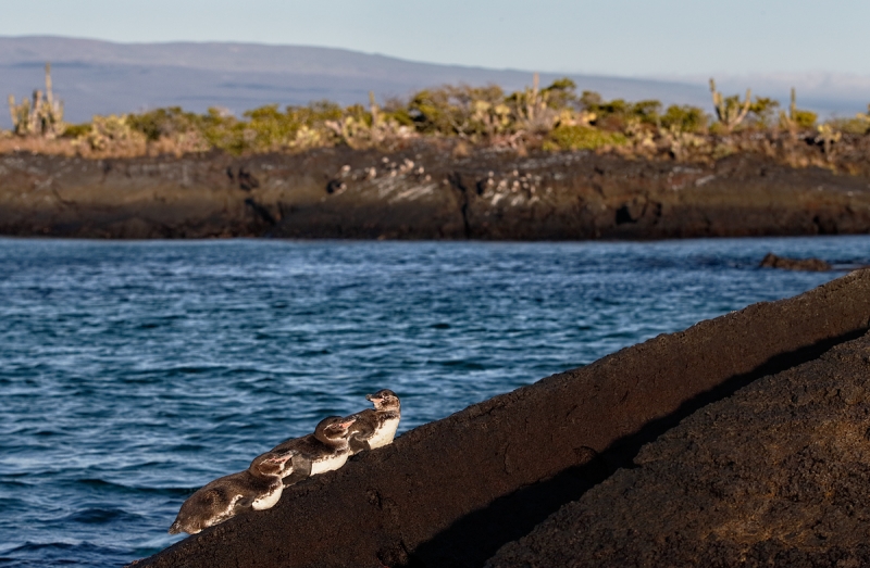 galapagos-penguin-bird-scape-_09u1648-punta-moreno-isabela-galapagos