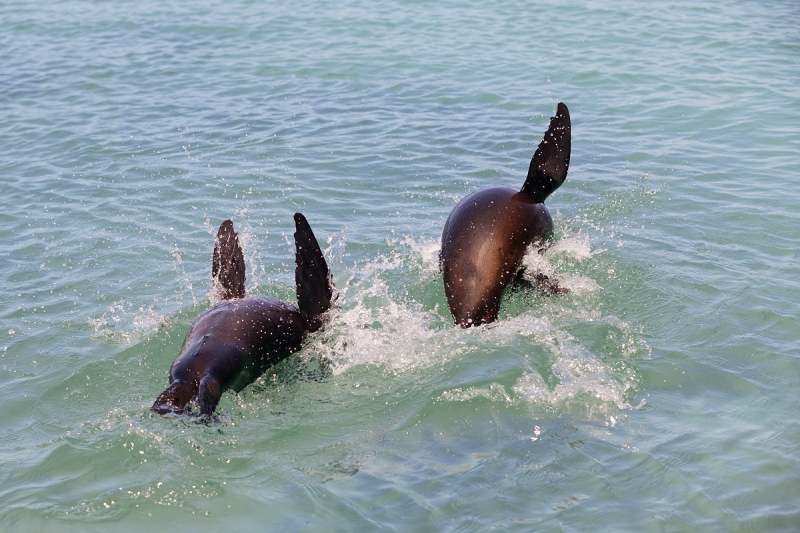 galapagos-sea-lions-playing-_09u1471-elizabeth-bay-isabela-galapagos