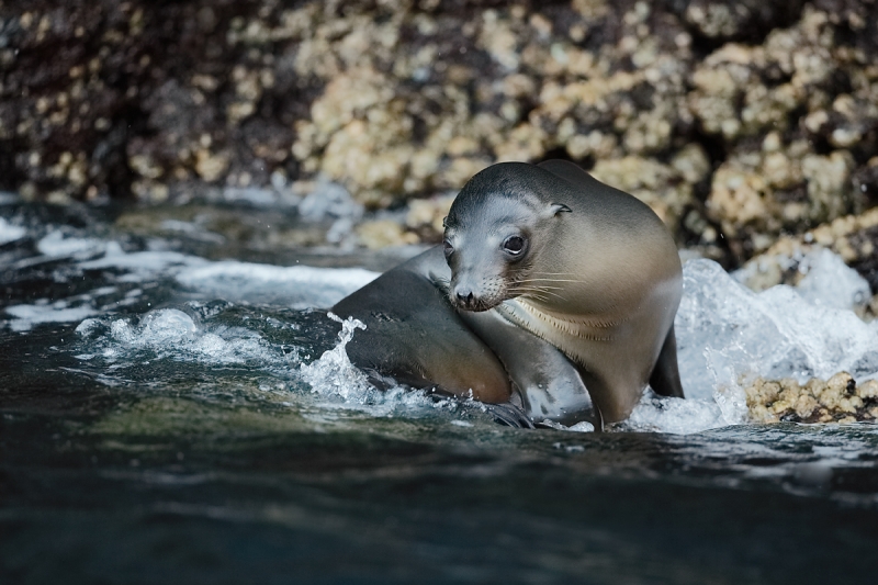 galapagos-sealion-pup-on-rock-_09u1294-punta-vincente-roca-isabela-galapagos