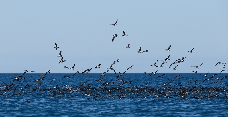 galapagos-shearwater-feeding-aggregation-_q8r0464-elizabeth-bay-isabela-galapagos