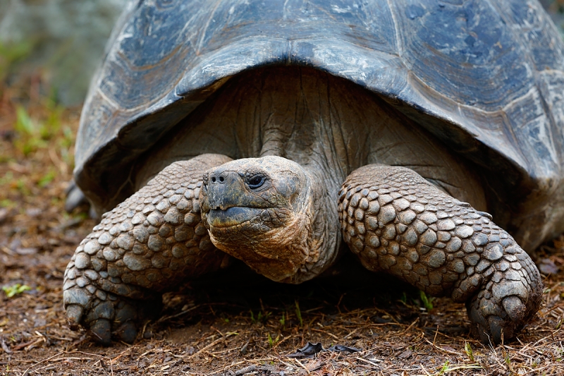 galapagos-tortoise-front-view-_a1c9594-peurto-velasco-ebarra-floreana-galapagos