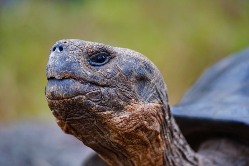 galapagos-tortoise-head-portrait-captive-_a1c9537-peurto-velasco-ebarra-floreana-galapagos